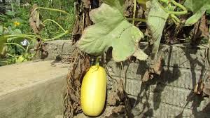 An immature squash will feel tender on its exterior, while a mature squash will feel hard. Mfg 2013 When To Harvest Spaghetti Squash What They Look Like Full Size Youtube