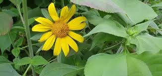 Image result for Tithonia tubaeformis