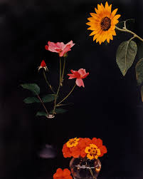 Contact charleston flower market in charleston on weddingwire. Horst P Horst Sunflower Roses And Poppies Ca 1985 Available For Sale Artsy