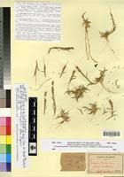 Image result for Tragus koelerioides