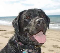 Resultado de imagem para jedi evita que menino morra de diabetes