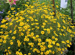Check spelling or type a new query. Layia Gaillardioides Woodland Tidytips Buy Online At Annie S Annuals