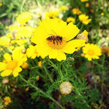 Living in the moment is one of the most challenging yet rewarding things you will ever do. My Unreality Bee Flower Flowers Nature Yellow Spring
