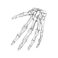 Anatomical sketch of the bones of the hand by olga bortsova. Hand Bones Quick Sketch On Behance