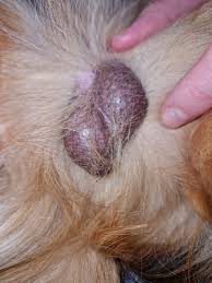 Image result for scrotum dog skin peeling