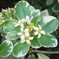 Image result for Pittosporum tobira