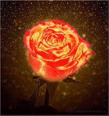 La parola italiana libro deriva dal latino liber.il vocabolo originariamente significava anche corteccia, ma visto che era un materiale usato per scrivere testi (in libro scribuntur litterae, plauto), in seguito per estensione la parola ha assunto il significato di opera letteraria. Gif Con Rose Mazzi Bellissimi Di Colori Diversi 60 Immagini Animate