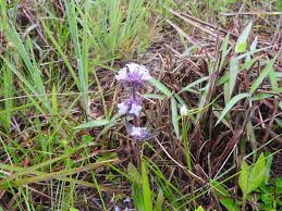 Image result for Conostomium zoutpansbergense