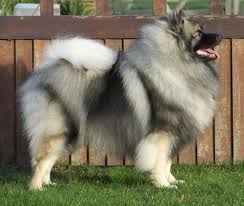 Registered keeshond puppies for sale!!!! The Keeshond Is A Medium Sized Dog With A Plush Two Layer Coat Of Silver And Black Fur With A Ruff And A Curled Tail Keeshond Dog Keeshond Puppy Dog Breeds