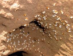 Uncover why johnson pest control is the best company for you. Bennett S Termite And Pest Elimination Po Box 3476 Johnson City Tn 2021