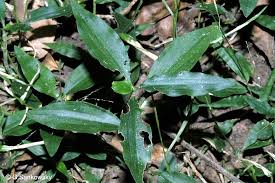 Image result for Aneilema