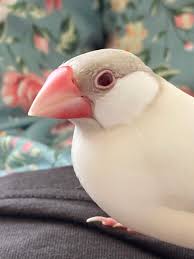 ペットのおうち