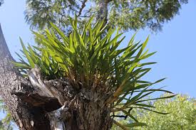 Image result for Ansellia