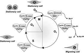 We did not find results for: The Cyclin Dependent Kinase Pathway Moves Forward Circulation Research