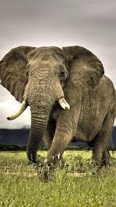 Elephant Wallpapers For Iphone Group 62 Awesome wildlife wallpaper for desktop, table, and mobile. elephant wallpapers for iphone group 62