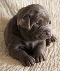 15 05 16 Hi Marty How Could You Possibly Resist This Adorable Puppy That I Go Our Aim Is To Help You Build A Happy And Healt Lab Puppies Baby Animals Cute Animals