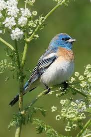 Pin On Beautiful Birds