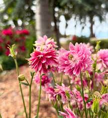 Image result for Aquilegia vulgaris `Nora Barlow`