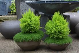 Pin On Container Garden Ideas For All Seasons