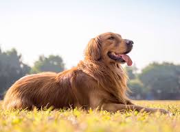 The golden retriever is particularly easy to train. Golden Retriever Im Rasseportrait Zooroyal Magazin