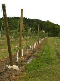 The design of end assemblies depends on the soil type. High Density Apple Tree Planting 2011 Starkbros Trees To Plant Plants Tree