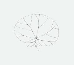 Image result for Begonia rubronervata