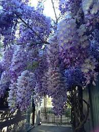 Glicinas Wisteria Tree Wisteria Garden Wisteria Plant