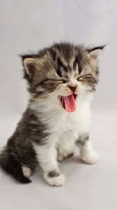 Komik Sey Kittens Cutest Baby Cats Cute Cats