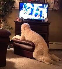 20 Dogs Losing The Battle With Hooman Furniture The Barkpost Dog Watching Tv Cute Animals Cute Dogs