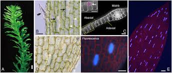 Image result for Egeria densa