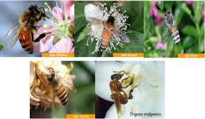 Get indulged in the rich taste of the flavorful honey created from the natural nectar from various wild flowers & flowering trees. About Bee Keeping Vikaspedia