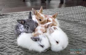 The stress from a shower alone could kill the rabbit. Holland Lop Baby Bunnies 3 Weeks Old From Hook S Hollands Ohio Holland Lops Cute Bunny Pictures Cute Animals Baby Animals