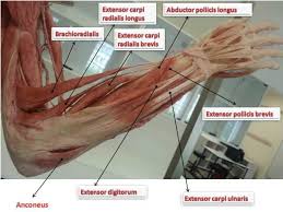 Arm anatomy diagram for artists. Forearm Muscles Tricks To Remember Epomedicine