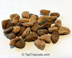 Image result for Voacanga thouarsii