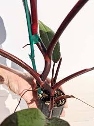 We did not find results for: Philodendron Bloody Mary Actual Plant Kens Philodendrons