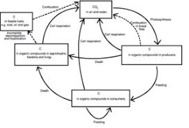 Biogeochemical Cycles Oxygen Cycle Carbon Cycle Nitrogen