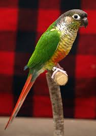 Small Bird With Red Cheeks Green Cheeked Parakeet Conure Parrots Conure Bird Parrot Pet