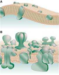 The cell membrane contains molecules other than phospholipids, primarily other lipids and the cell membranes also contain certain types of proteins. The Basic Structure And Dynamics Of Cell Membranes An Update Of The Singer Nicolson Model Sciencedirect