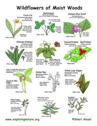 Wild Flower Identification Chart Flower Identification