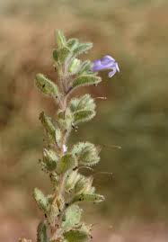 Image result for Anticharis