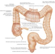 The transverse colon (colon transversum) usually sags downward arcuate. Tykktarmen Store Medisinske Leksikon