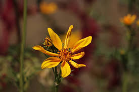 Image result for Bidens kilimandscharica