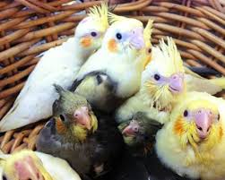 Pet birds for sale check out the pet birds online, then visit your local petsmart store to pick out and take home your new feathered friend. Home World Of Birds