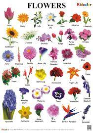 We did not find results for: Buy Flower Chart Book Online At Low Prices In India Flower Chart Reviews Ratings Amazon In