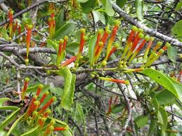 Image result for Helixanthera schizocalyx