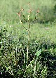 Image result for Aloe rulkensii