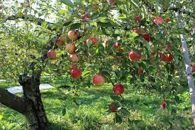 Growing fruit trees in ireland. The Benefits Of Growing Fruit Trees Learn To Garden