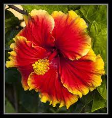 Pin On Stop And Smell The Pretty Flowers
