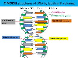 Maybe you would like to learn more about one of these? 12 1 Dna Structure Function Ppt Video Online Download