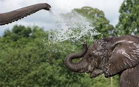 The park boasts 1,700 animal encounters along with some great family fun rides and attractions. Safari Drive Through West Midland Safari Leisure Park